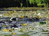 Jacobs Pond Turtles.jpg