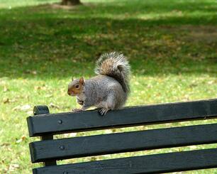 Homeowners can prevent home damage from squirrels and other animals with these tips and insurance from Andrew Gordon Inc
