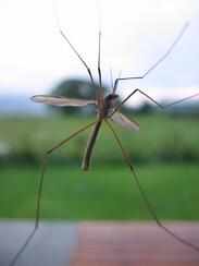 Protect yourself from mosquito and disease with health life personal insurance from andrew g gordon inc