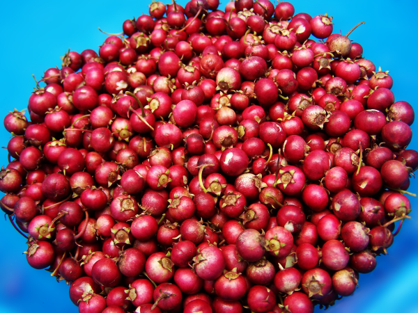 melodi_cranberries_in_bowl-resized-600