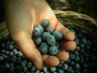 Blueberry_zucchini_bread_recipe_from_Andrew_G_Gordon_Inc_Insurance